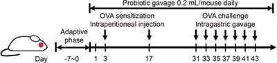 Uncovering the mechanisms underlying the efficacy of probiotic strains in mitigating food allergies: an emphasis on gut microbiota and indoleacrylic acid